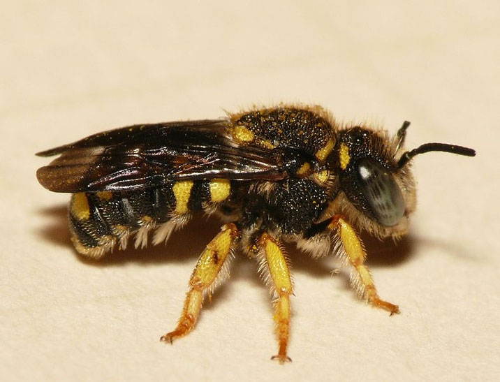 Biene des Monats Die Zwergharzbiene Eine kreative Nisterin