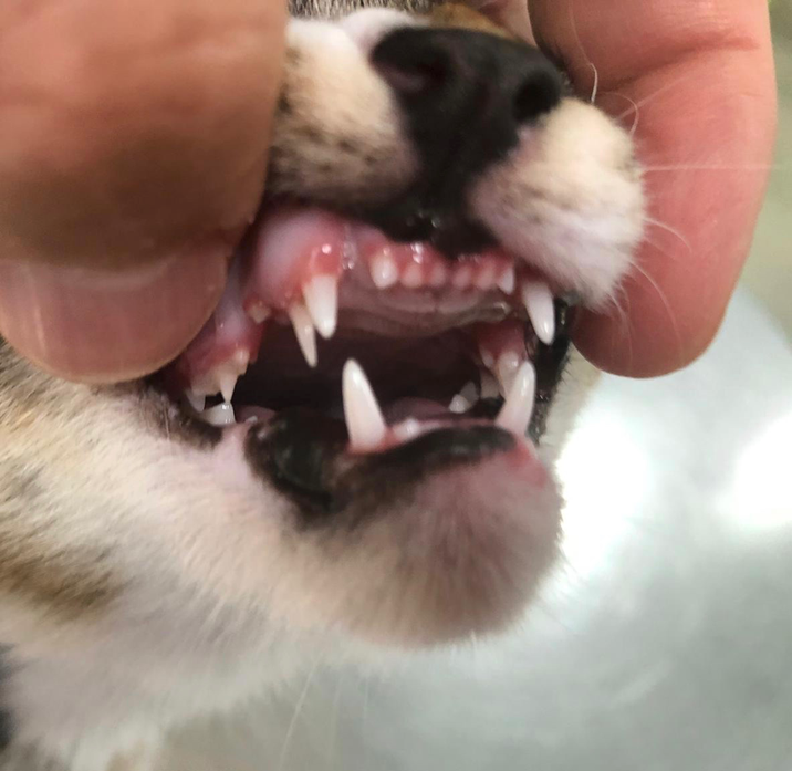 KatzenZähne Vererbung der Fellfarben und Fellmuster bei Katzen