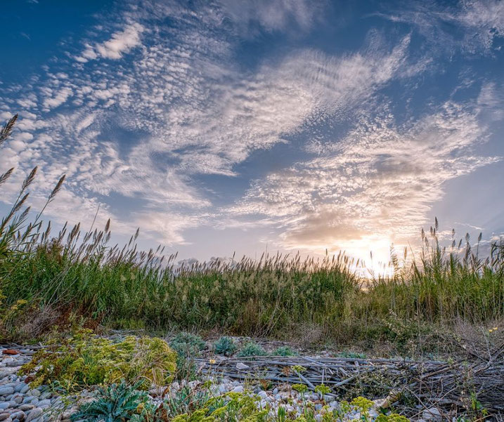 A scenic view of Sparta's agricultural land at sunset, with tall reeds, wild vegetation, and a rocky foreground beneath a sky filled with soft, wispy clouds.