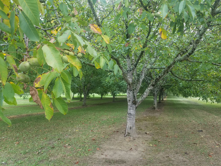 A walnut grove near Gourdon. Credit - Beatrix Murray.