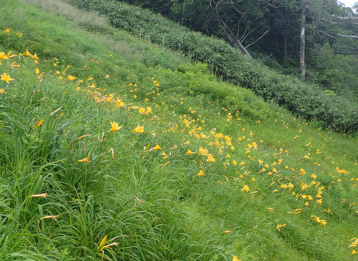 東館山高山植物園コース Shiga Shizen ページ