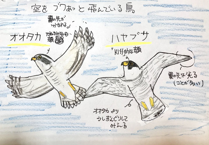 ひとりヤン探やってみた 多摩川狛江 日本野鳥の会東京