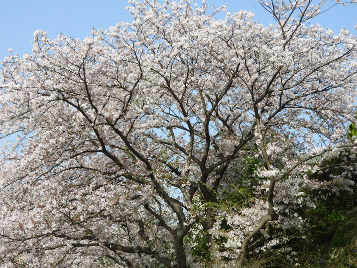 散策路の桜風景　2021/03/31撮影