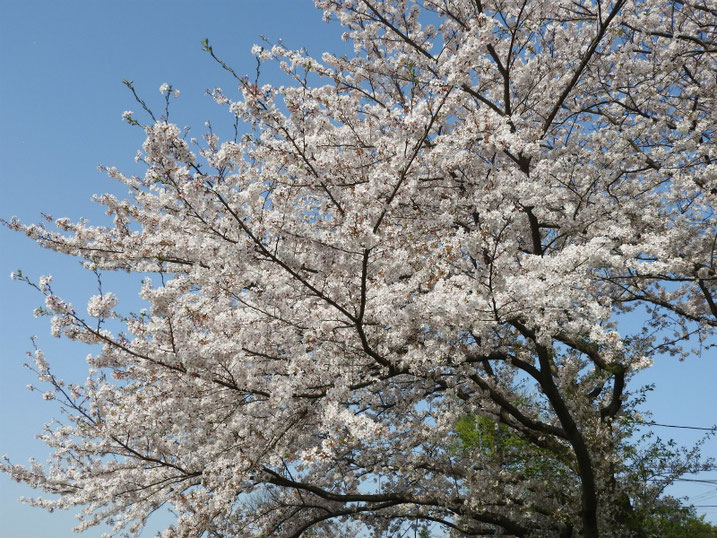 散策路の桜風景　2021/03/31撮影