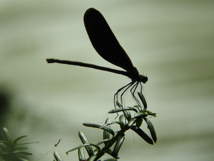 羽黒蜻蛉（はぐろとんぼ）　親水緑道　2020/07/12撮影
