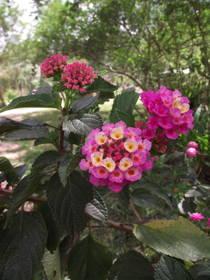 flowers El Jardin campsite and accomodation, Samaipata, Bolivia