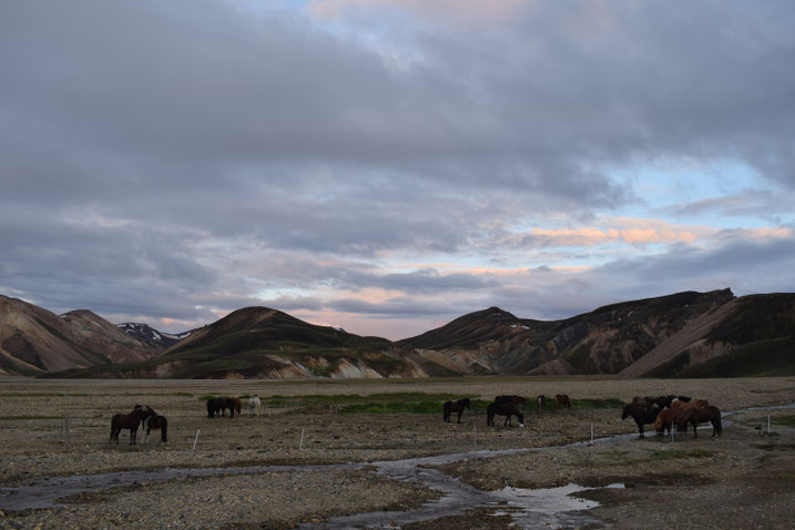 horses at Landmannalaugar, Laugavegur, Fjallabak