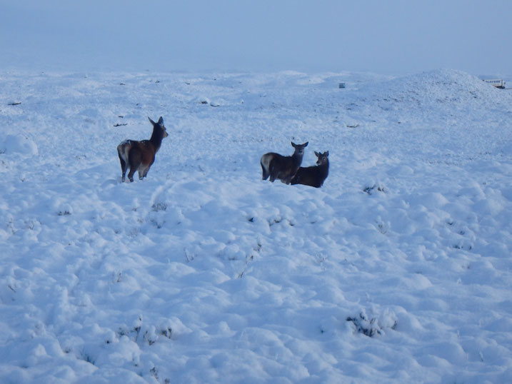 Deer, Glen Coe, West Highland Way in December, Winter snow