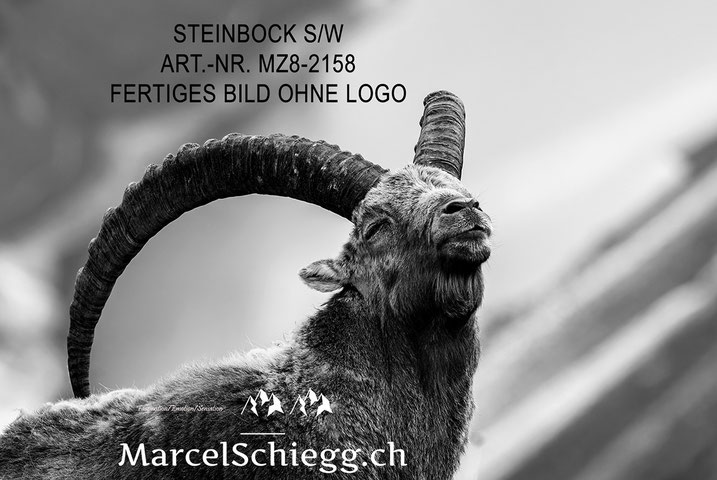 Marcel Schiegg, Alpensteinbock, Steinbock, schwarz-weiss