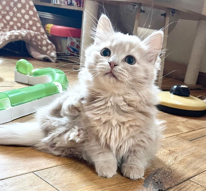 マンチカン、男の子、クリーム、ロングヘアー、短足