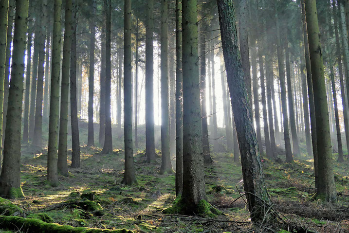 Ein Wald voller Fichten. Dieses Bild wird es wohlmöglich in Zukunft nicht mehr zu sehen geben. 