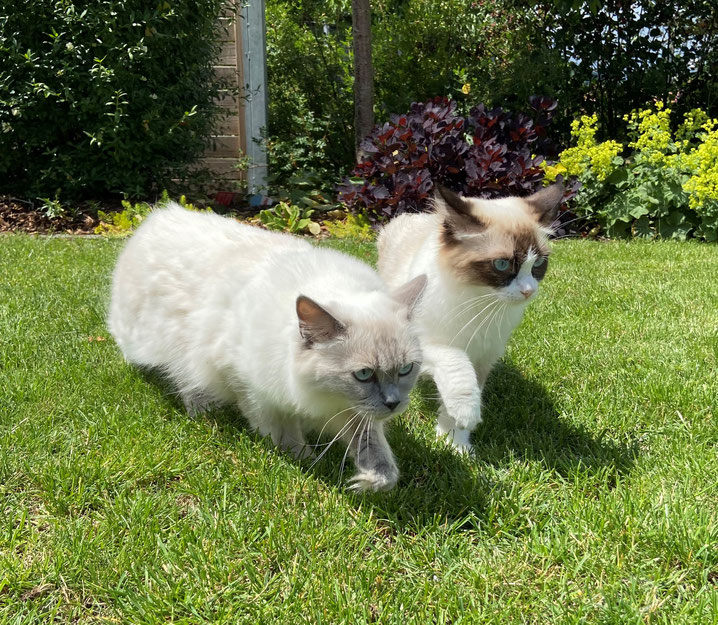 Peaches und Baby Q - zwei Freundinnen und Halbschwestern zusammen im Garten unterwegs