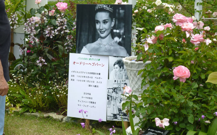 女優ヘップパーンさんの写真と、その名がついたバラの花(右)
