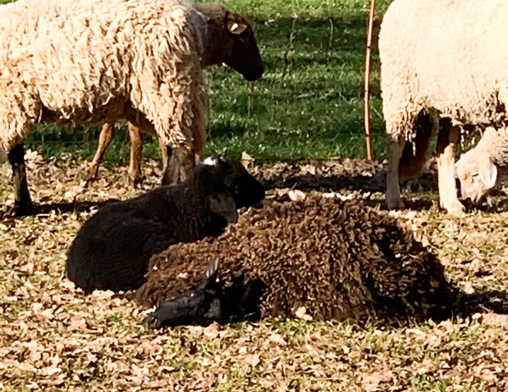 Das Lamm liegt neben seiner verendeten Mutter 