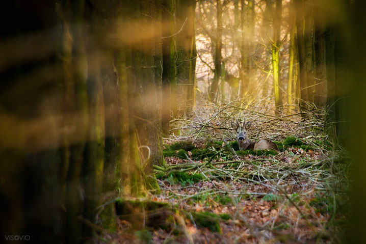 kleiner waldkönig | visovio fotografie & fotokunst |  kleiner hirsch, mosbett, waldkönig