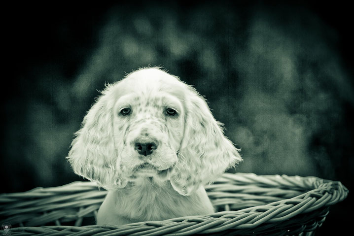  project english setter | visovio fotografie & fotokunst | englishsetter don