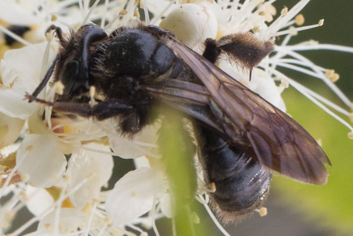 Schwarze Köhlersandbiene (Andrena pilipes)