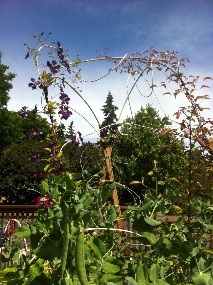 pea patch clematis + ornamental grape trellis of basketry materials
