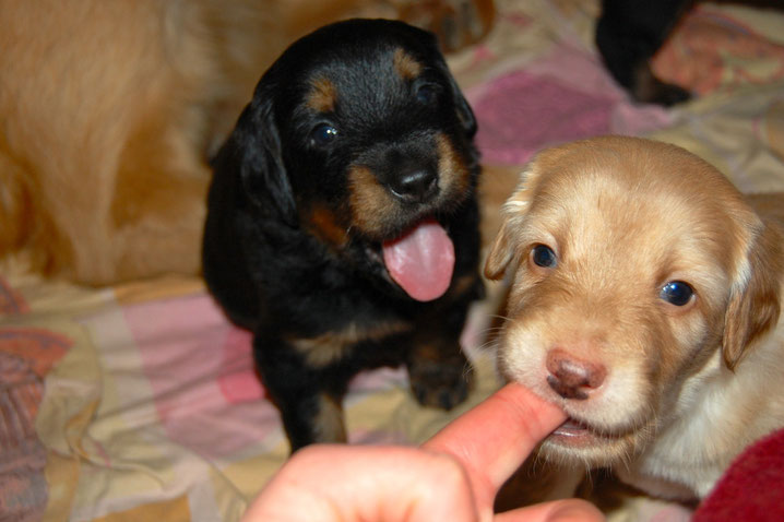 Baki und Booker, mit 3 Wochen 