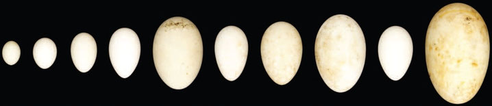 Eier diverser Seevögel