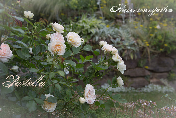 Rosiger Adventskalender im Hexenrosengarten - Floribundarose Pastella mit ADR-Prädikat aus dem Hause Tantau