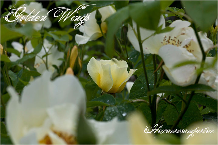 Rosen Rosenblog Hexenrosengarten Strauchrose einfache Blüten Staubgefäße schwefelgelb Golden Wings Shepherd Rosiger Adventskalender
