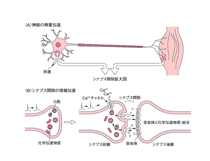 くぅの相対心理学 jimdo