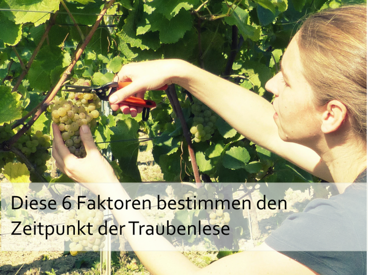 Traubenlese