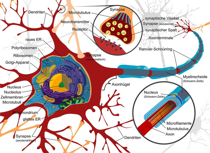 Lernen und Gedächtnis sind durch Neuroplastizität möglich, werden durch Stress und Emotionen beeinflusst