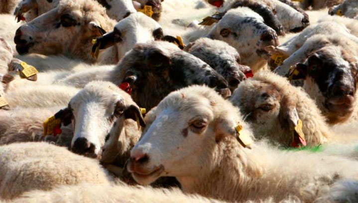 В Барселоне будут пастись овцы и козы