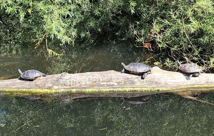 Schildkröten auf der Schwentine