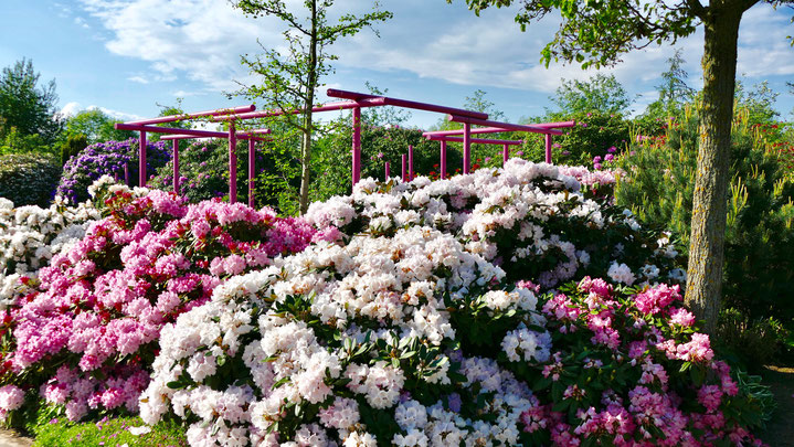Rhododendrontraum im Park der Gärten in Bad Zwischenahn