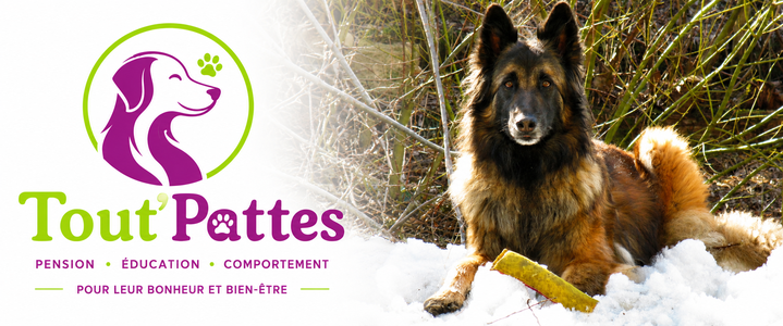 Tout'Pattes: pension canine familiale, cours d'éducation, comportementaliste canin.