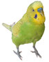 Perruche Ondulée (Melopsittacus undulatus)