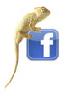 Facebook-Icon mit einem Camälion, das darauf sitzt.