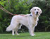 Un chien golden retriever blanc en exposition canine par coach canin 16 educateur canin Cognac angoulême