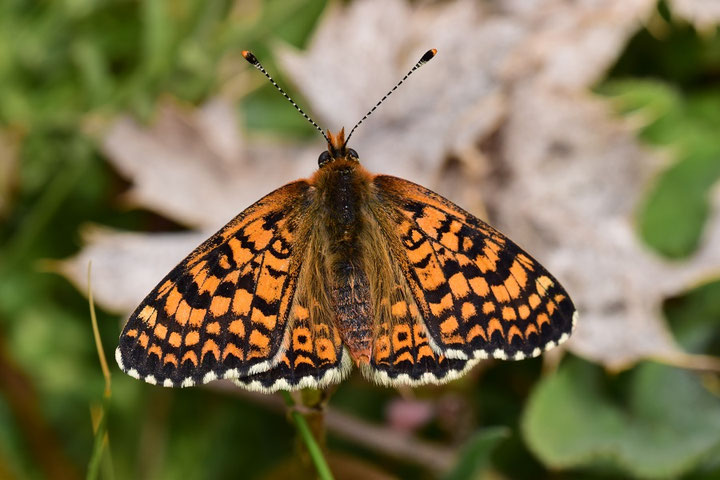 M. cinxia eupompe, mâle, Tizi-n-Tretten, Moyen Atlas central, 2017, ©Frédérique Courtin-Tarrier  