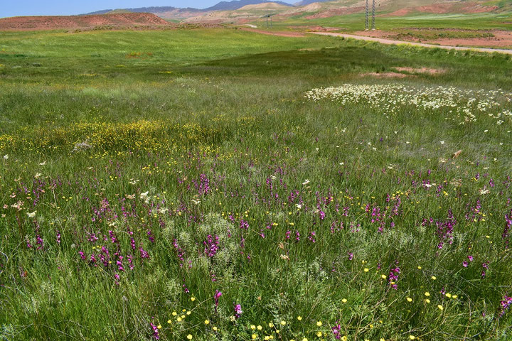 Prairie à ssp. eupompe, Tanourdi, Moyen Atlas centro-méridional, 2018, ©Frédérique Courtin-Tarrier 