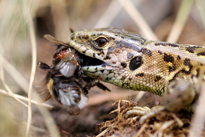 Zauneidechse - nabu-rhein-mains Webseite!
