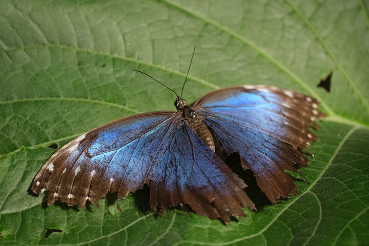 Monteverde Butterfly Garden, Costa Rica