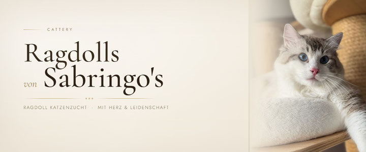 Ragdolls von Sabringos