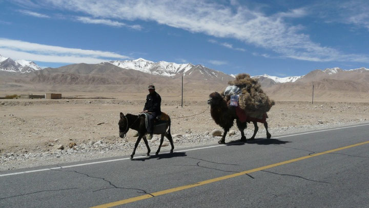 On retrouve les chameaux, comme en Mongolie!