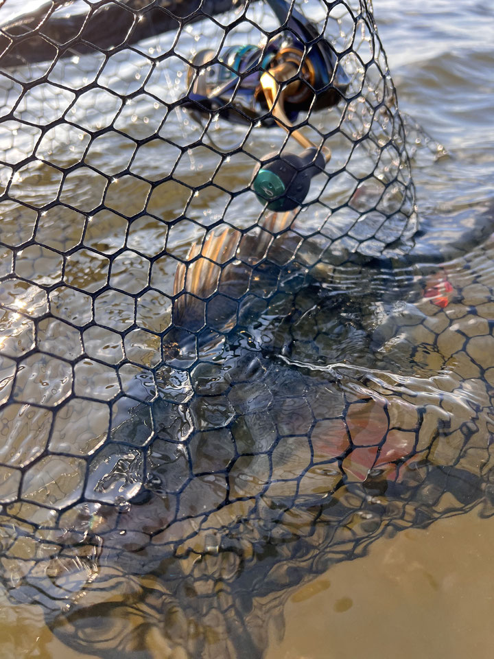 perch in the net fishing daiwa emeraldas air