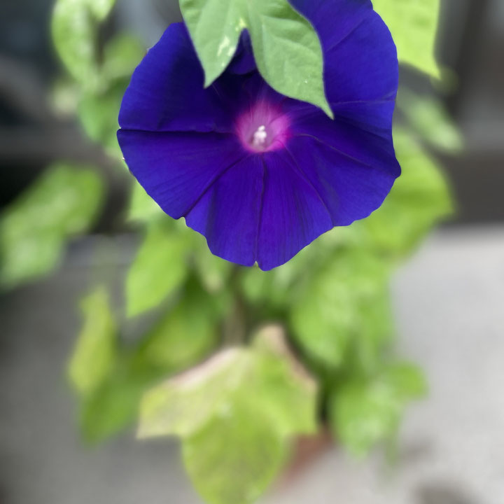 夏の花　アサガオ　風物詩