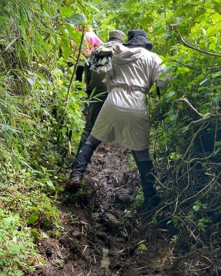 gorilla-trekking-uganda.jpg