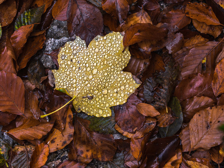 Riserva Naturale Valle dell'Orfento