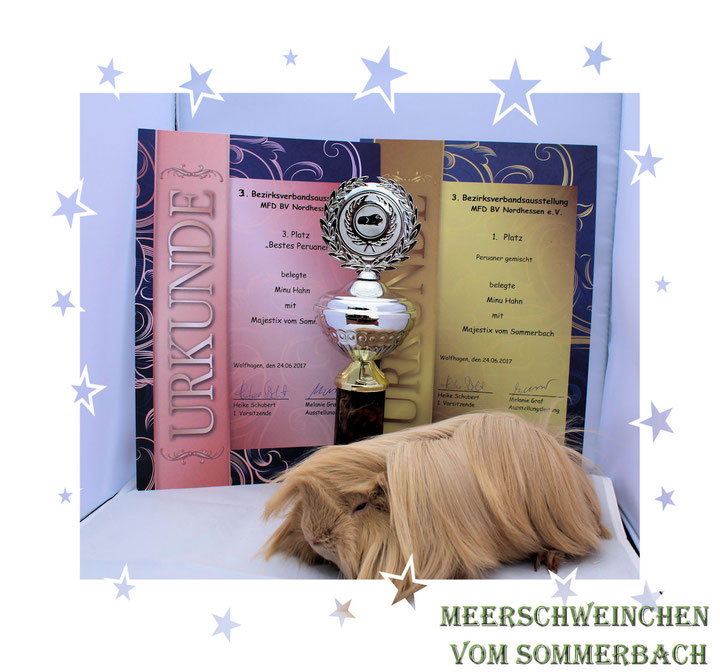Majestix vom Sommerbach 24.06.17