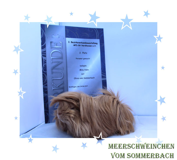 Olivia vom Sommerbach 24.06.17