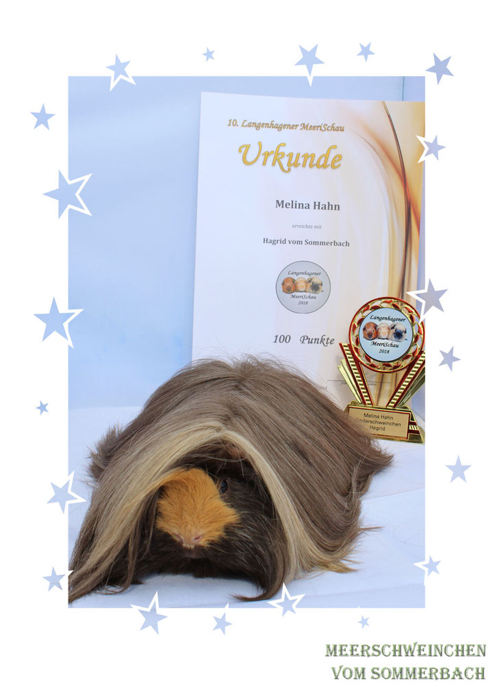 Hagrid vom Sommerbach volle Punktzahl bei der Bewertung als Kindertier von Melina am 31.03.2018