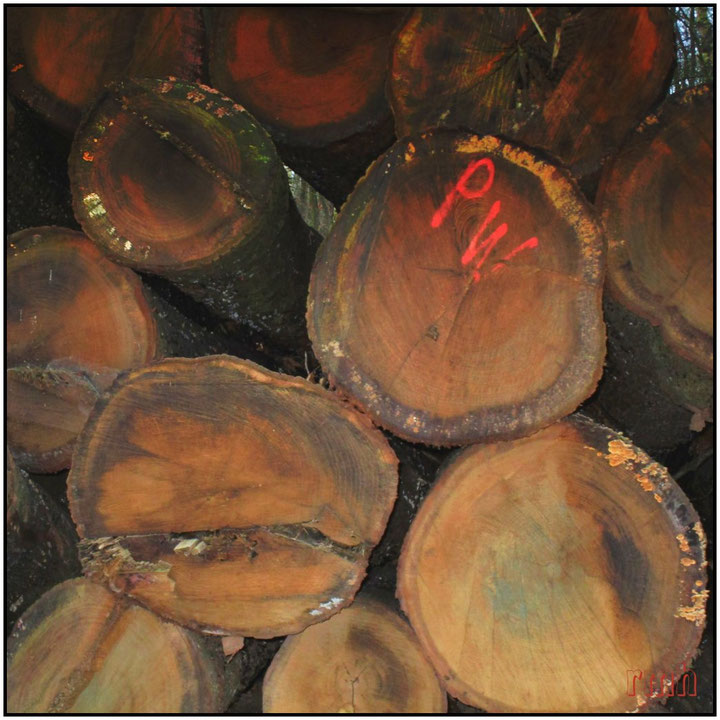 logs